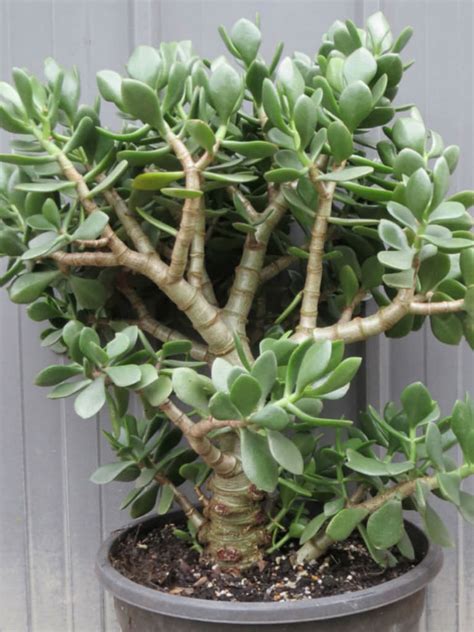 Jade Plant Crassula Ovata Care Propagation Types And More Succulent My Xxx Hot Girl