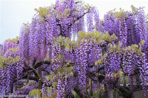 Do you like this video? Viewing Wisteria at Ashikaga Flower Park · Angela Hwang