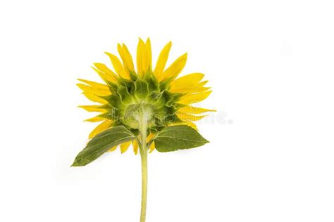 Sunflower With Leaves On The White Background Stock Image Image Of