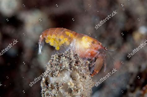 Snapping Shrimp Synalpheus Sp Adult Female Editorial Stock Photo