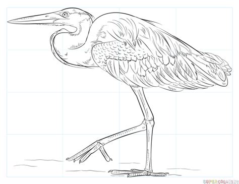How To Draw A Great Blue Heron Step By Step Drawing Tutorials
