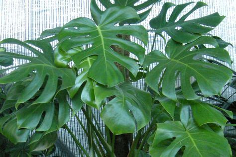Sedum (l., 1753) è un genere di piante succulente appartenente alla famiglia delle crassulaceae, diffuso in tutti i continenti ad eccezione di oceania ed antartide. Piante Da Appartamento A Foglie Larghe
