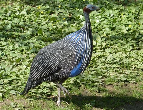 Vulturine Guineafowl The Animal Facts Appearance Diet Habitat