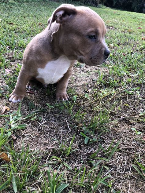 Please try contacting one of our bully kutta breeders to see when a puppy will be available. Bully Kutta Puppies For Sale | Fort Lauderdale, FL #345832