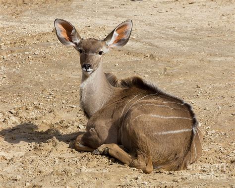 Female Greater Kudu Photograph By Tn Fairey Fine Art America