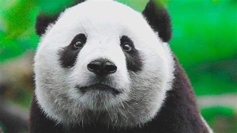 ¿dónde Vive El Oso Panda 【actualizado 2020】