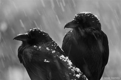 Ravens In Snow Black Bird Raven Raven Art