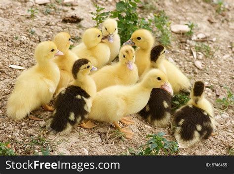 Baby Ducks Free Stock Images And Photos 5746455