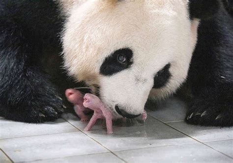 Giant Panda Gives Birth To Twins At South Korean Theme Park Leigh Journal