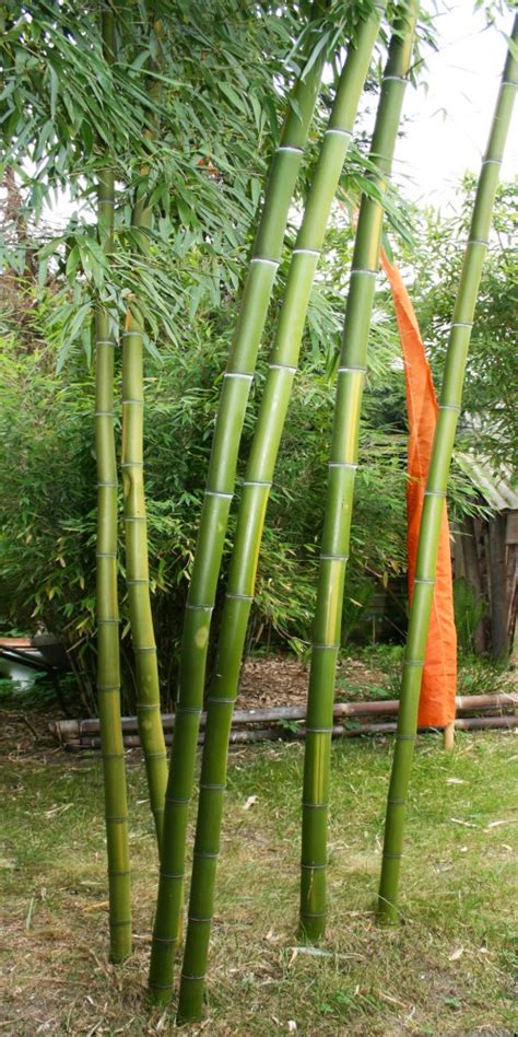Er wirkt elegant und exotisch zugleich. Pflege Von Bambus - The Homey Design