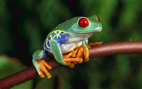 Green Frog With Red Eyes 4k Ultra Hd Wallpapers For Computer And Laptop