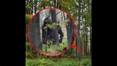 Real Bigfoot Caught On Camera In Real Bigfoot Evidence Found