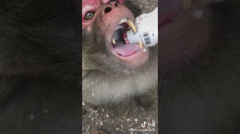 Adorable Baby Monkeys 🙊 Monkey Lyly 😍 Tik Tok Animals89 Youtube