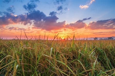Premium Photo Sunset On A Rice Field