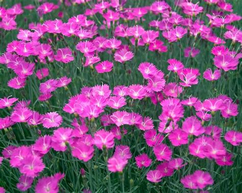 Dianthus Firewitch Roots Nursery