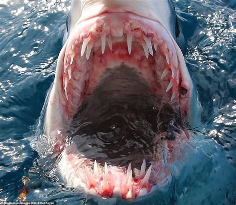 Shark Expert Squares Up To 12ft Beast In Stunning Images With The