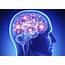 Understanding The Human Brain  Kumars Blog