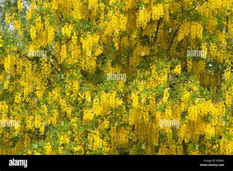 Spring Flowering Branch Of A Laburnum Tree Bright Invigorating Yellow A