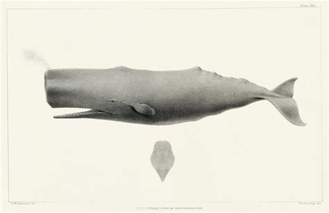 Sperm Whale Physeter Macrocephalus From Natural History  Flickr