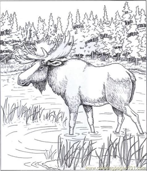 Canadian animals colouring page perfect for canada day or any time you want to celebrate canada, our colouring page features a collection of canadian animals. Alaskan Moose Coloring Page - Free Mouse Coloring Pages ...