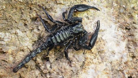 Big Black Asian Scorpion On Ground Poisonous Animals Of Jungle