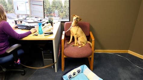 Vaccinations clinic in kansas city, mo. Lost a pet? This firm offers bereavement leave | The ...