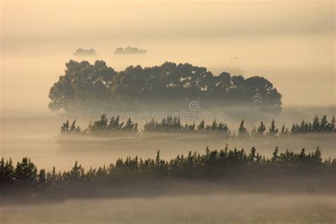 Trees In Mist Stock Photo Image Of Morning Scenery Landscape 2896012