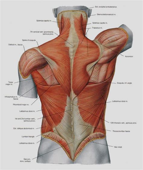 Start studying shoulder ligaments and tendons. Diagram Of Shoulder Tendons . Diagram Of Shoulder Tendons Shoulder Muscles Anatomy Diagram Great ...