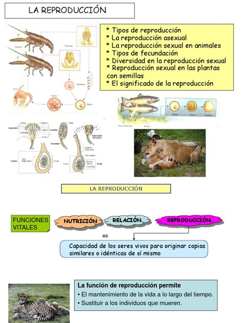 Tema Funciones De Reproducción Reproducción Germinación