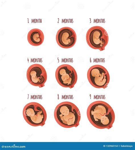 Embryo Development Month Stages Vector Illustration Process Of Human