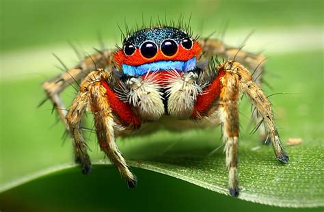 We did not find results for: How Do Jumping Spiders Jump?