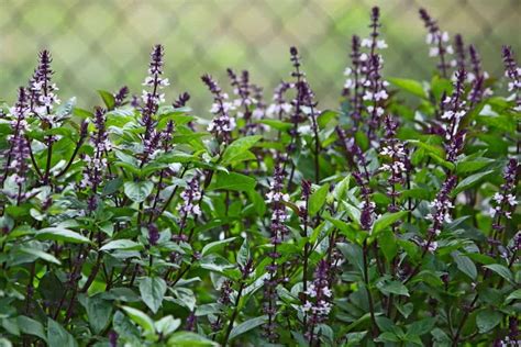 Are Basil Flowers Edible 10 Delicious Ways To Use Them