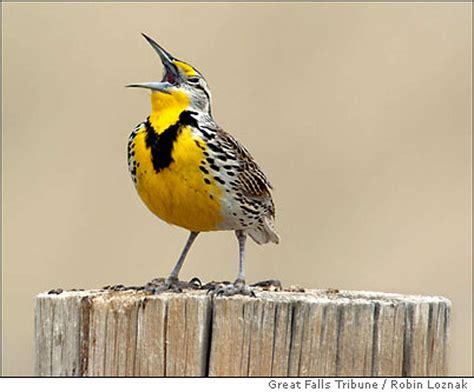 Bird Species Plummet As Habitat Dwindles