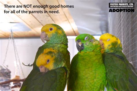Adoption — Foster Parrots — The New England Exotic Wildlife Sanctuary