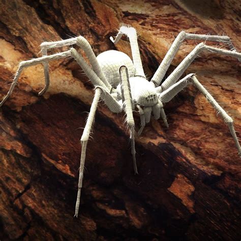 Tegenaria Domestica The Domestic Spider Cgtrader