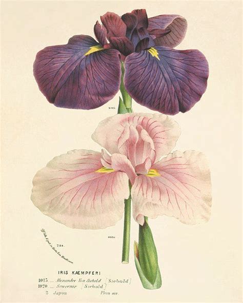 This Gorgeous Illustration Is From A Series Of Hand Colored Lithographs