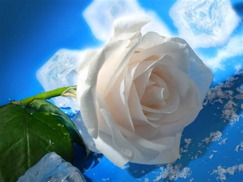 Rose Flowers Wallpapers Real Hd Wallpapers