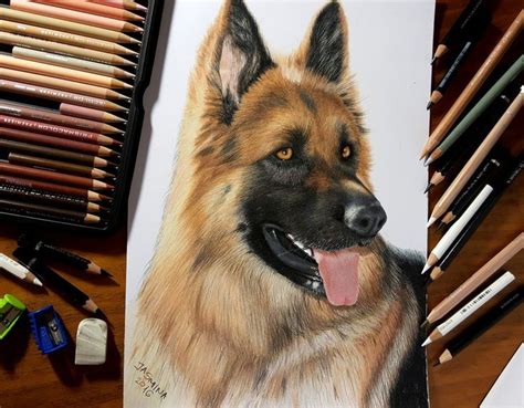 Colored Pencil Drawing Of German Shepherd Dog By Jasminasusak Colored