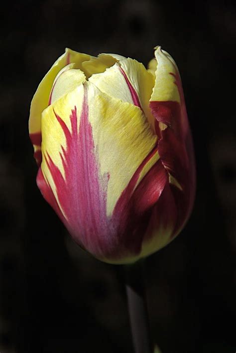 Close Up Art Tulips Art Prints