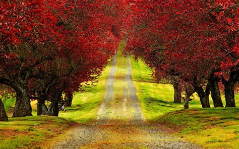 Red Trees Autumn Road Beautiful Hd Wallpaper Hd Nature