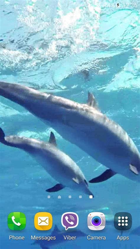 Dolphins Sound Live Wallpaper Apk For Android Download