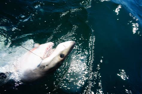 Great White Shark Spotted Off Rockaway Beach Cbs New York