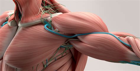 Avant de démarrer ce programme, consultez votre médecin pour obtenir son accord concernant la pratique des exercices. Bases anatomiques de l'épaule - Orthosud Montpellier
