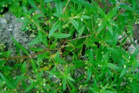 We did not find results for: Rumput Mutiara Obati Kanker Rahim - Tanaman Berkhasiat dan ...