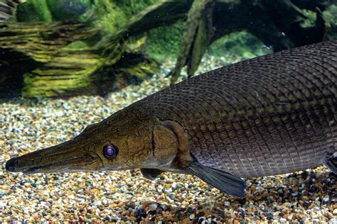 Arapaima Gigas Known Also As Pirarucu Is A Species Of Arapaima 8