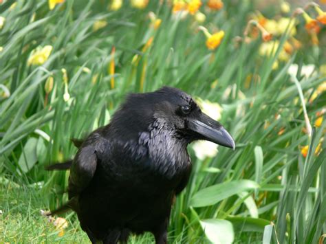 Raven In Grass Free Stock Photo Public Domain Pictures