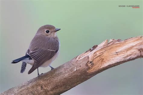 Prime Vs Zoom Lens- Which is Best? - PhotographyAxis