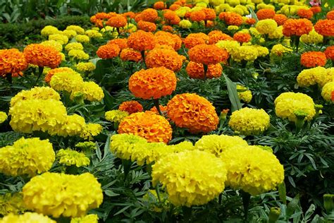 31 Of The Best Types Of Marigolds Gardeners Path