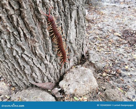 Centipedes Venomous Animal And Could Inflict A Painful Bite Stock