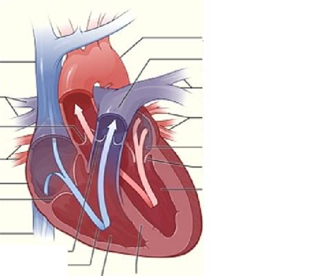 Heart Anatomy Diagram Quizlet